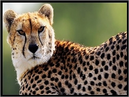 Gepard, Cętki